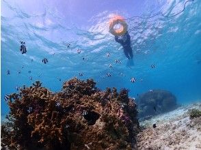 プランの魅力 サンゴや熱帯魚を近くで観察してみよう。 の画像