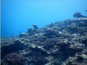 プランの魅力 外皮潜水 の画像