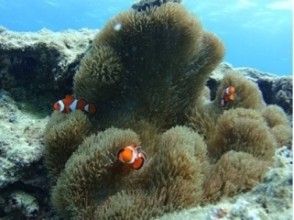 プランの魅力 ★ Clownfish の画像