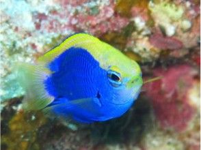 プランの魅力 カラフルな魚たち の画像