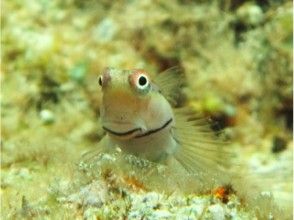 プランの魅力 カラフルな魚たち の画像