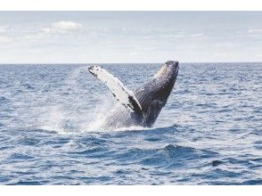 プランの魅力 鯨魚觀賞 の画像