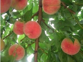 プランの魅力 こだわり栽培の美味しい桃をお腹いっぱいお召し上がり下さい！ の画像
