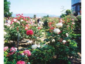 プランの魅力 Ishida Rose Garden の画像