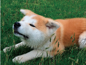 プランの魅力 太鼓橋で秋田犬と記念撮影（有料オプション） の画像