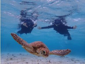 プランの魅力 One of the world's leading sea turtle encounter rates! の画像