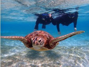 プランの魅力 Sea turtle snorkeling! の画像