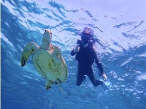 プランの魅力 ウミガメ遭遇率世界有数！ の画像