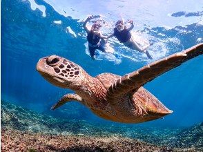 プランの魅力 世界領先的海龜遭遇率之一！ の画像