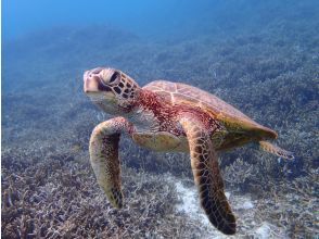 プランの魅力 ウミガメシュノーケリング！ の画像