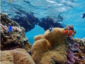 プランの魅力 自然の水族館！ の画像