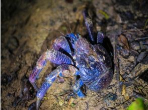 プランの魅力 亜熱帯ならではの生きもの探し！ の画像