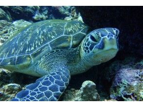 プランの魅力 ウミガメシュノーケリング! の画像
