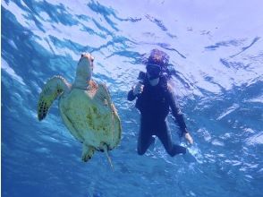 プランの魅力 Sea turtle snorkeling! の画像