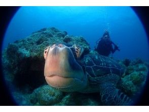 プランの魅力 アオウミガメ!? の画像