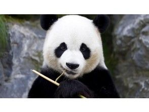 プランの魅力 Panda during a meal の画像