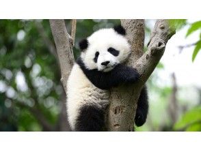 プランの魅力 Panda climbing a tree の画像