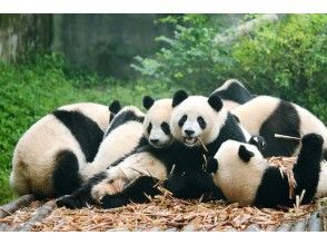 プランの魅力 Set Panda の画像