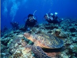 プランの魅力 2ダイブで違った景色が楽しめる！！ の画像