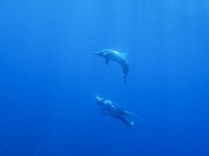 プランの魅力 海豚游泳 の画像