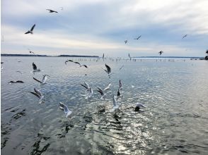 プランの魅力 ★☆大人気ゆりカモメの餌付け体験☆★ の画像