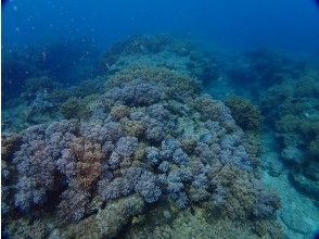 プランの魅力 青の洞窟 の画像