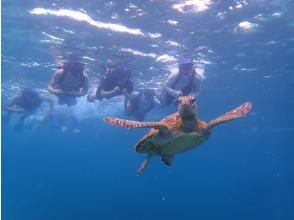 プランの魅力 海龜浮潛！ の画像