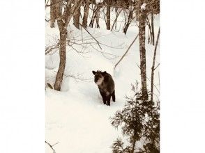 プランの魅力 如果你很幸運，你也可以遇到野生動物！ ？ の画像