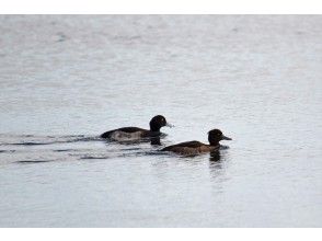 プランの魅力 野鳥とりどり の画像