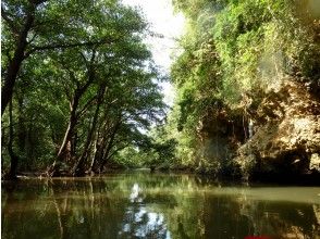 プランの魅力 静かなマングローブの川 の画像
