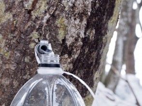 プランの魅力 Get the sap from a maple tree to make maple syrup の画像