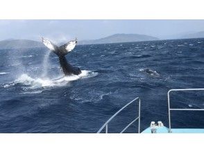 プランの魅力 運が良ければ。。。 の画像