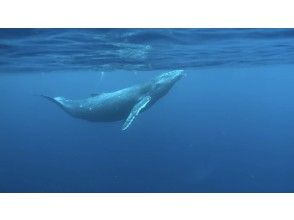 プランの魅力 海の中では。。。 の画像