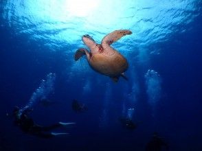 プランの魅力 海ガメに会いに行こう♪ の画像