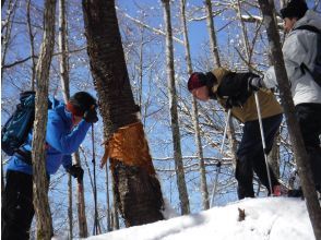 プランの魅力 野生動物の痕跡 の画像