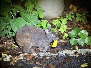 プランの魅力 クロウサギに出会える確率は90%以上! の画像