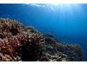 プランの魅力 八重山の珊瑚&お魚畑へ の画像