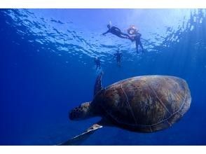 プランの魅力 Let's go see cute sea turtles! の画像