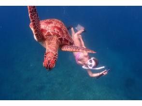 プランの魅力 With sea turtles♪ の画像