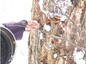 プランの魅力 なんと、山の木に天然のなめこを発見!焼いて食べてもおいしいです。 の画像