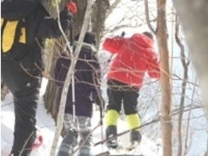 プランの魅力 在山坡上的樹林中散步。 の画像