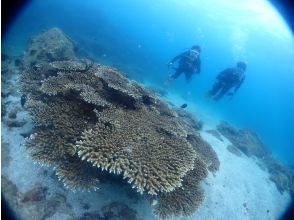 プランの魅力 Coral sea! の画像