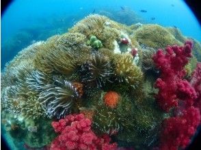 プランの魅力 カラフルな珊瑚群 の画像