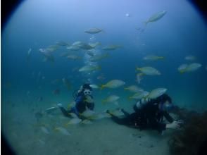 プランの魅力 魚達との遭遇 の画像