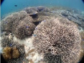 プランの魅力 Coral herd! の画像