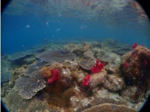 プランの魅力 Coral under the boat の画像