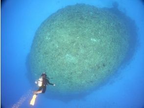 プランの魅力 いろんな水中世界があなたを待っています。 の画像