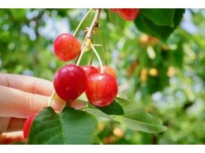 プランの魅力 Cherry picking experience! の画像