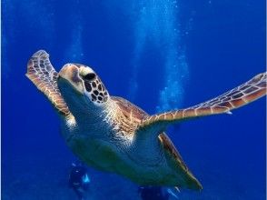 プランの魅力 Can you meet sea turtles? !! の画像