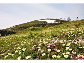プランの魅力 春は花の百名山:6~8月 の画像